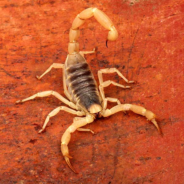 Desert hairy scorpion