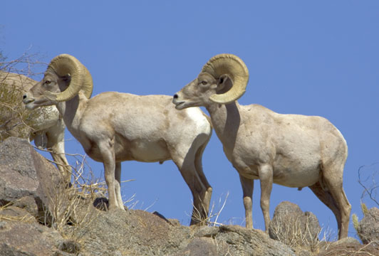 rams in the desert