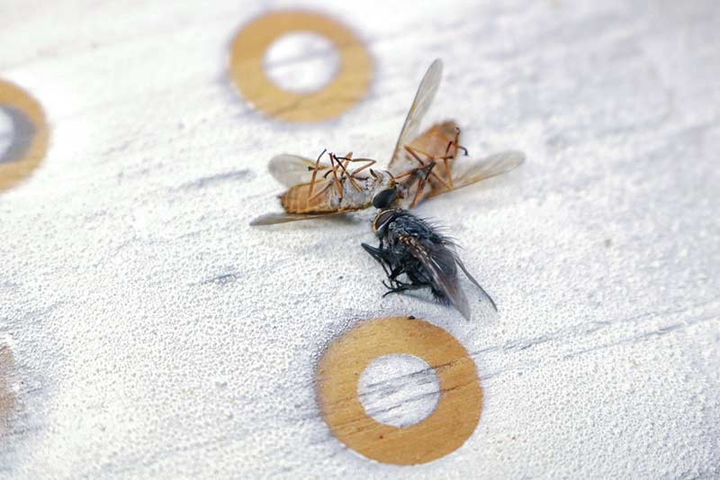Bug Assault
