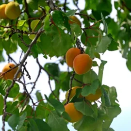 apricots in the tree