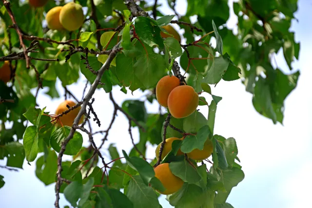 apricots in the tree